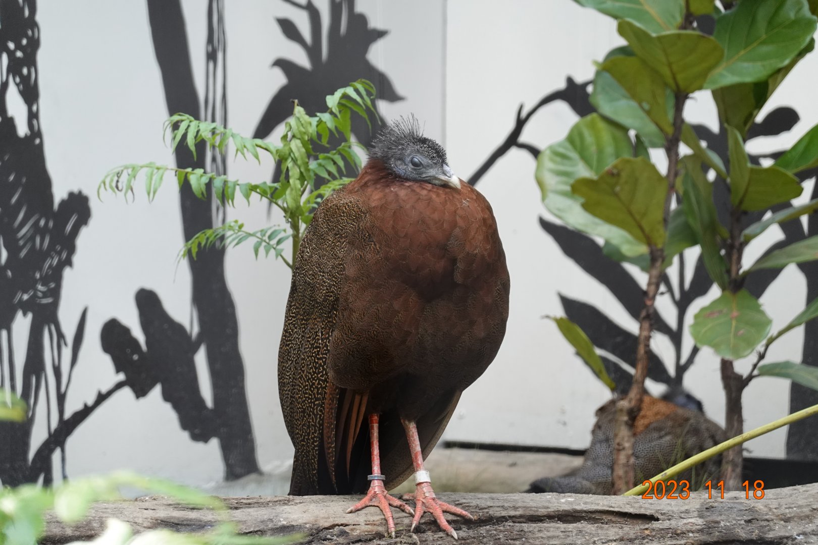 Malaysian Great Argus (Argusianus argus argus)