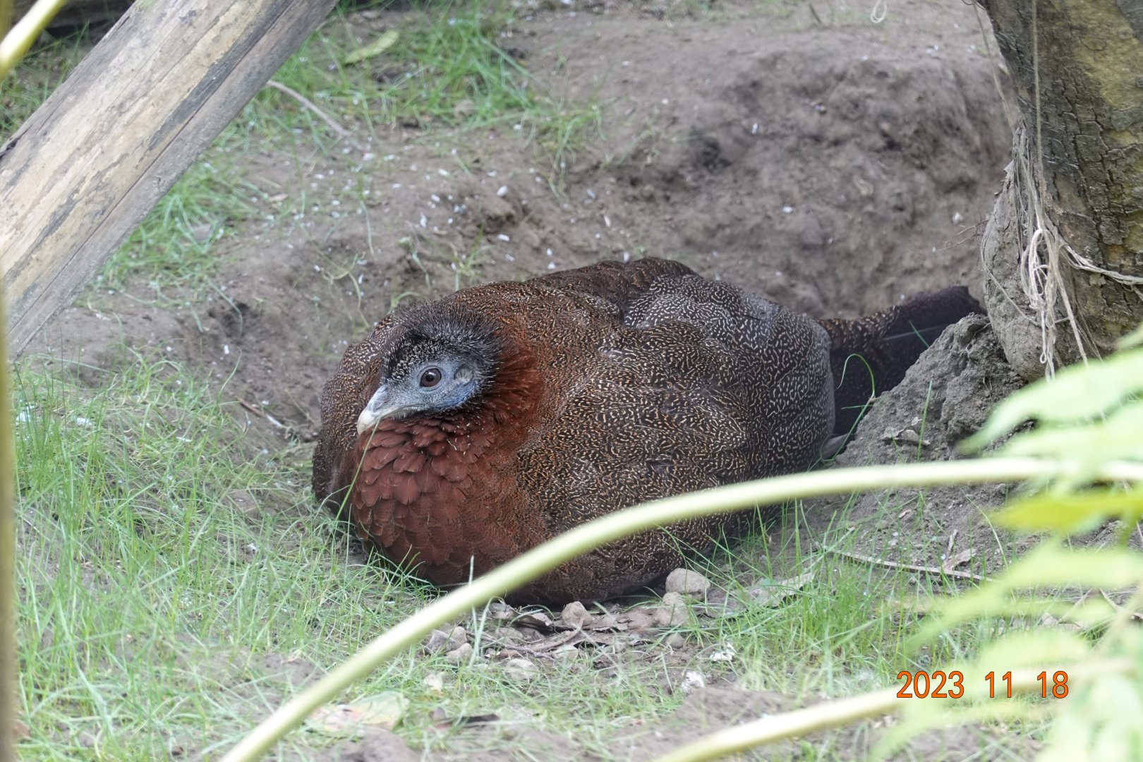 Malaysian Great Argus (Argusianus argus argus)
