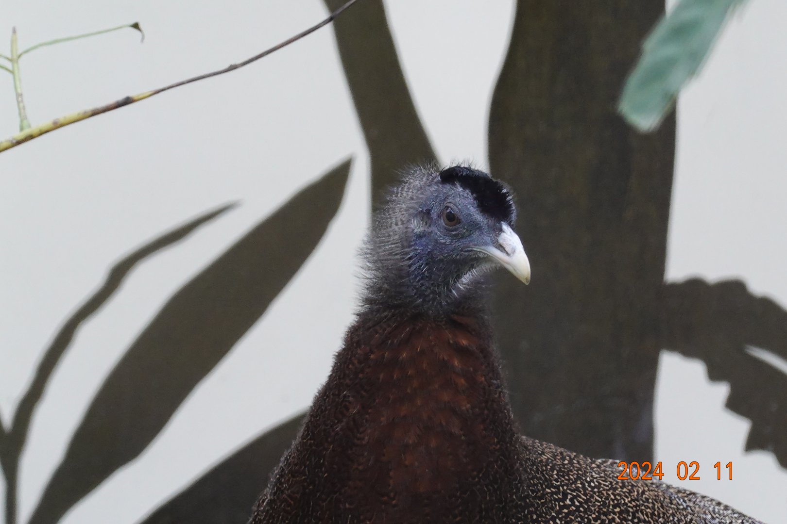 Malaysian Great Argus (Argusianus argus argus)