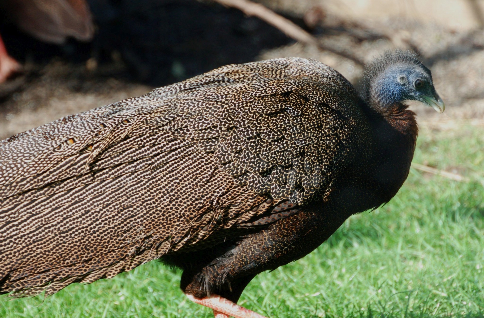 Malaysian Great Argus - Argusianus argus argus