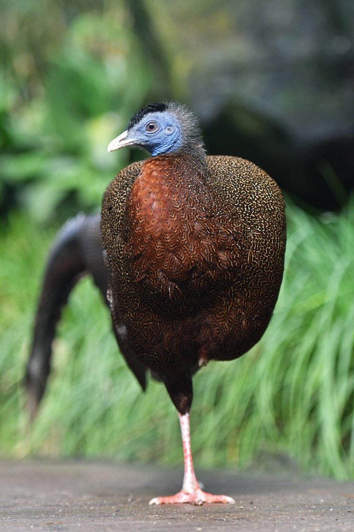 Malaysian great argus Argusianus argus argus