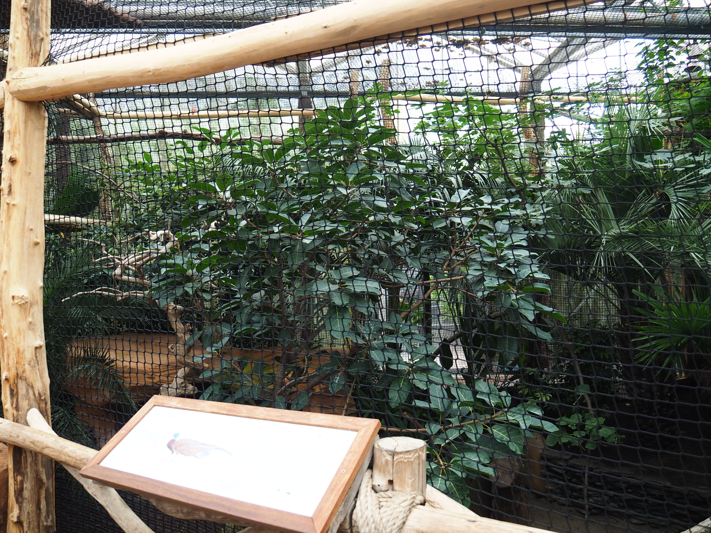Malaysian great argus aviary, 2019-10-05