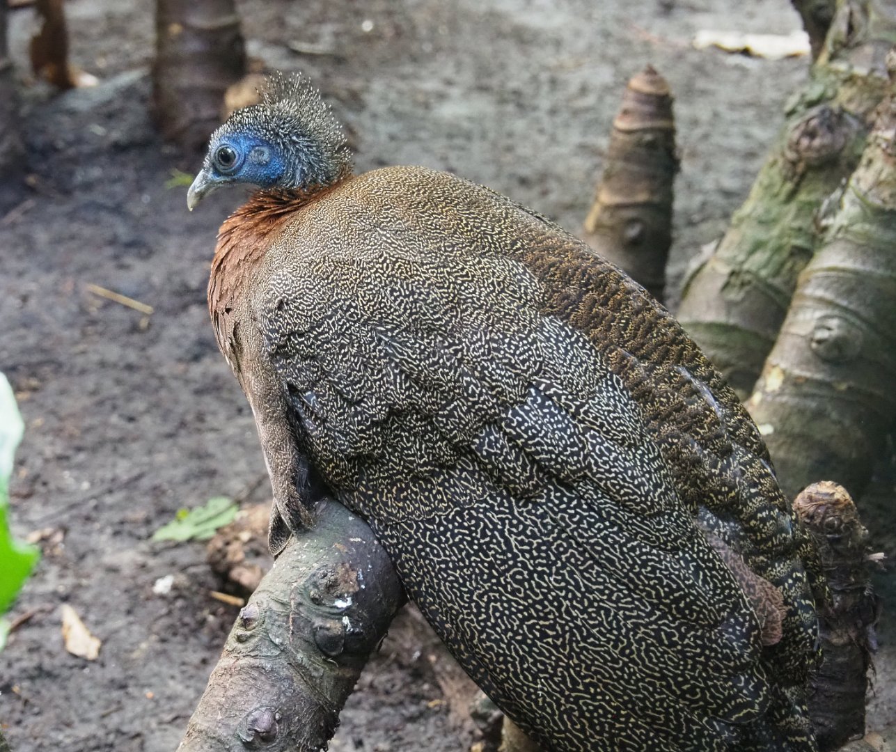 Malaysian Great Argus pheasant (Argusianus argus argus), 2022-06-28