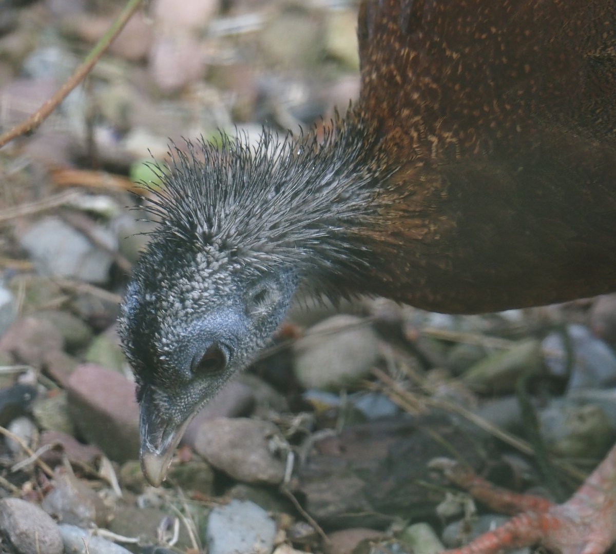 Malaysian great Argus pheasant (Argusianus argus argus), 2024-05-24