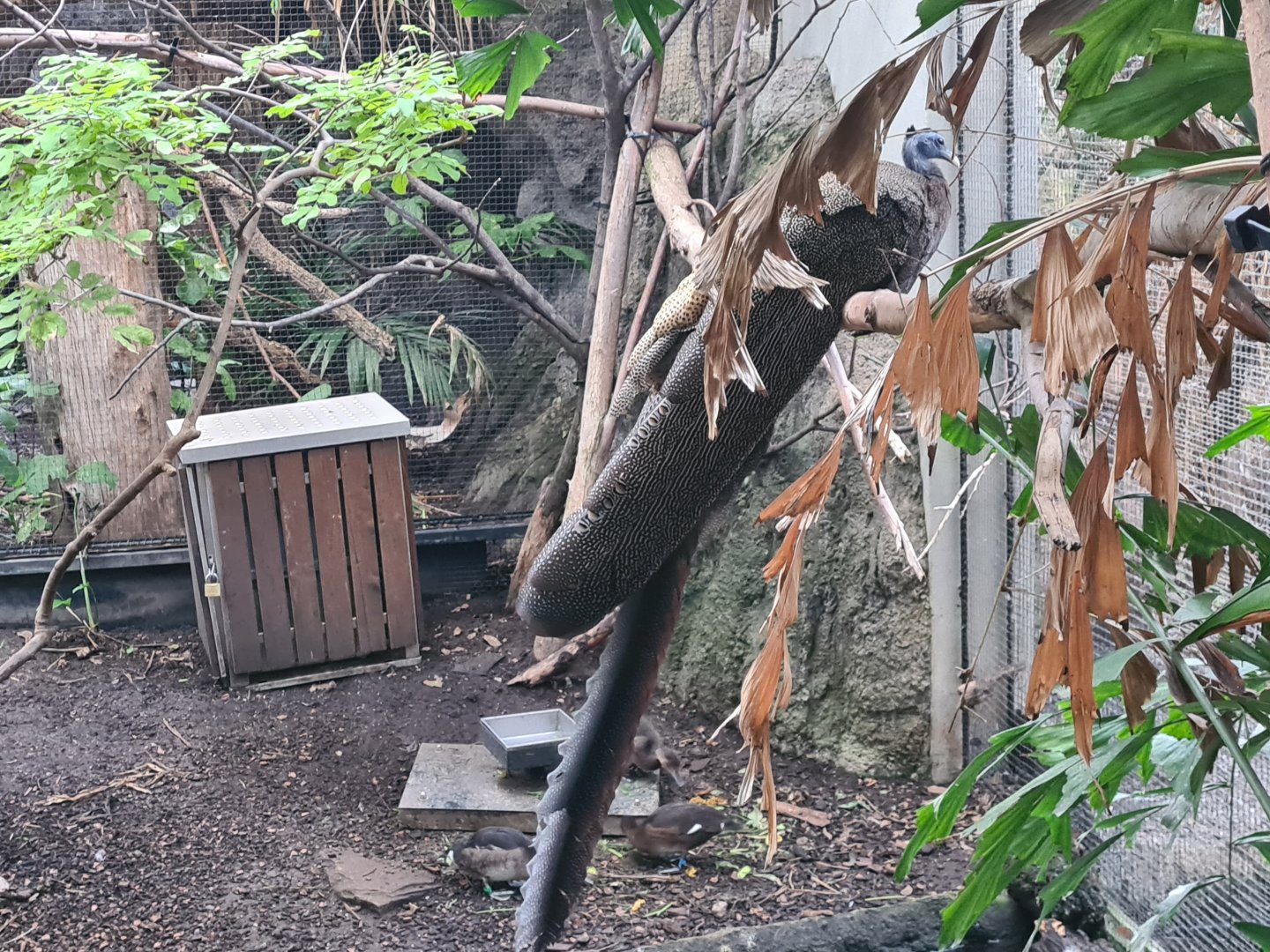 Malaysian great argus