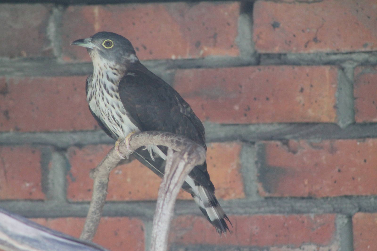 Malaysian hawk-cuckoo (Hierococcyx fugax)