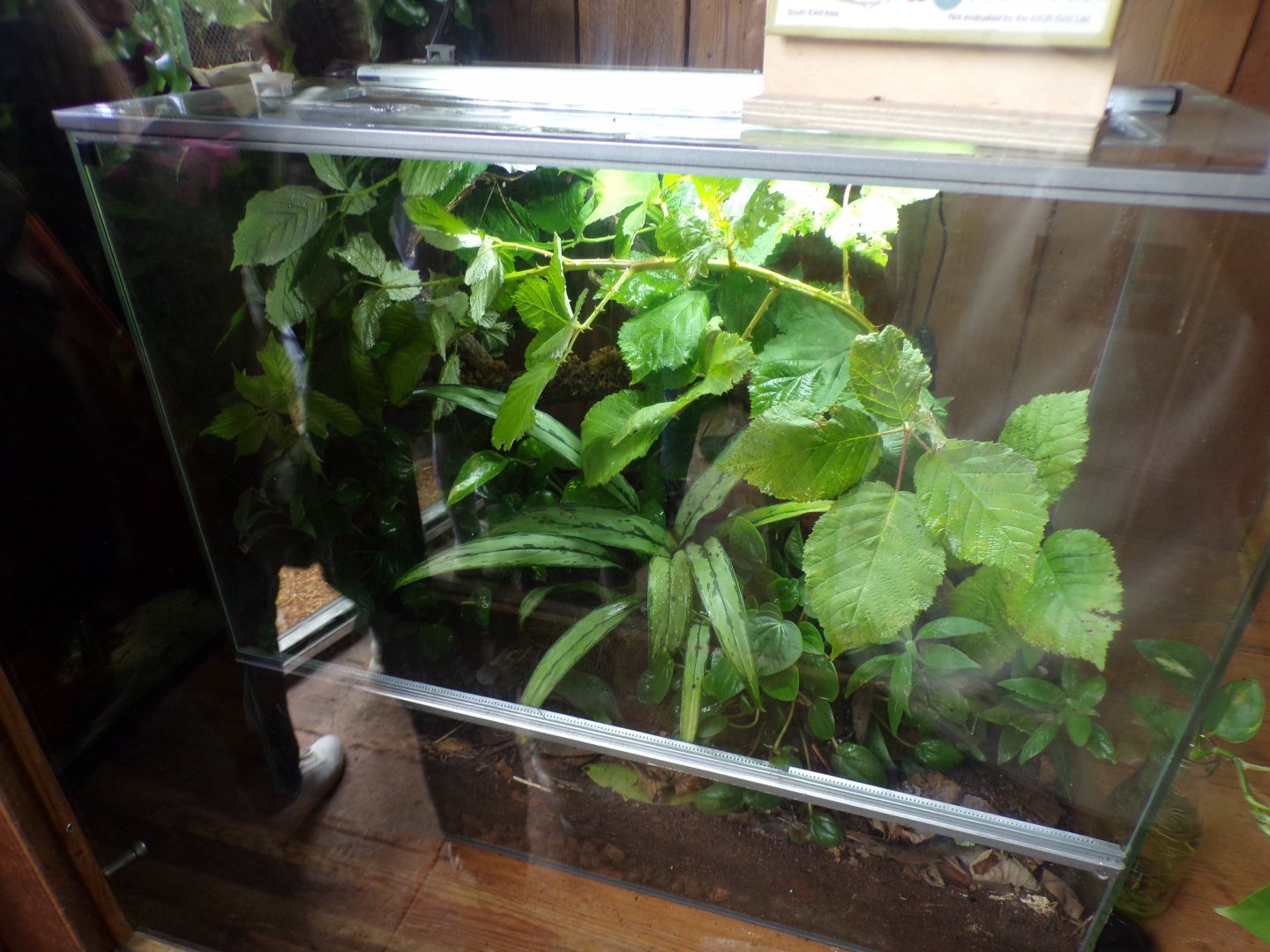 Malaysian jungle nymph terrarium 29.6.24