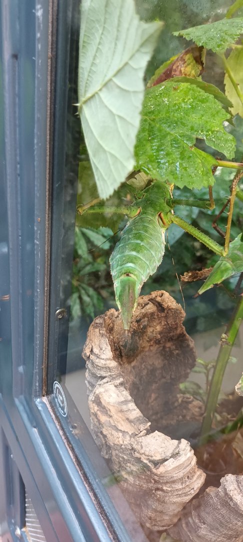 Malaysian Jungle Nymph