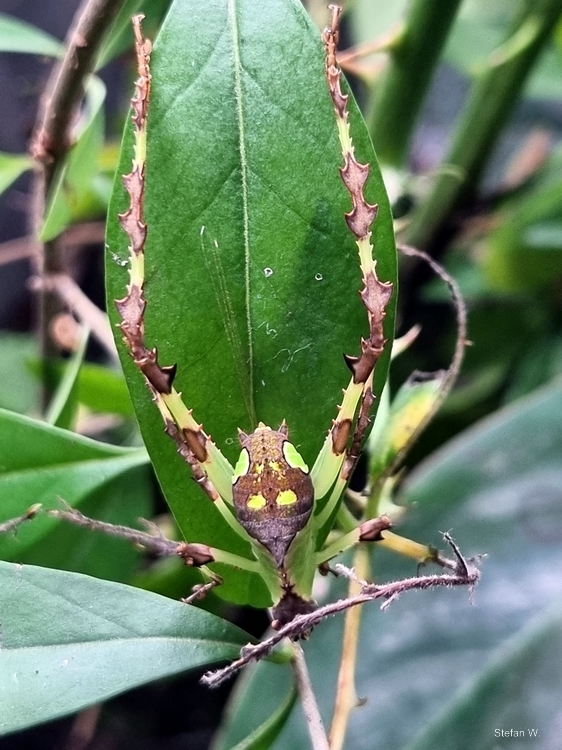 Malaysian  Katydid (Ancylecha fenestrata)