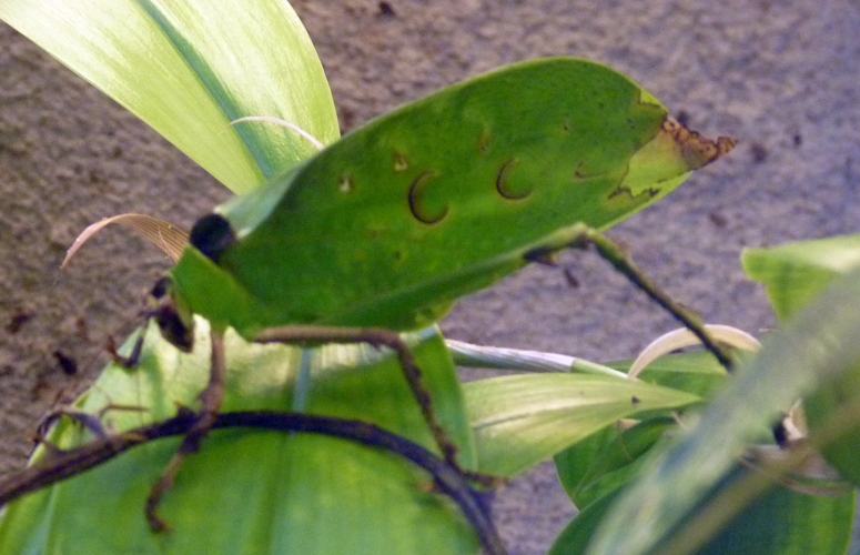 Malaysian leaf katydid (Ancylecha fenestrata)