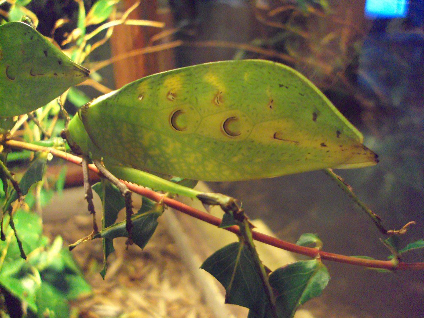 Malaysian Leaf Katydid (Ancylecha fenestrate) 03/01/2020