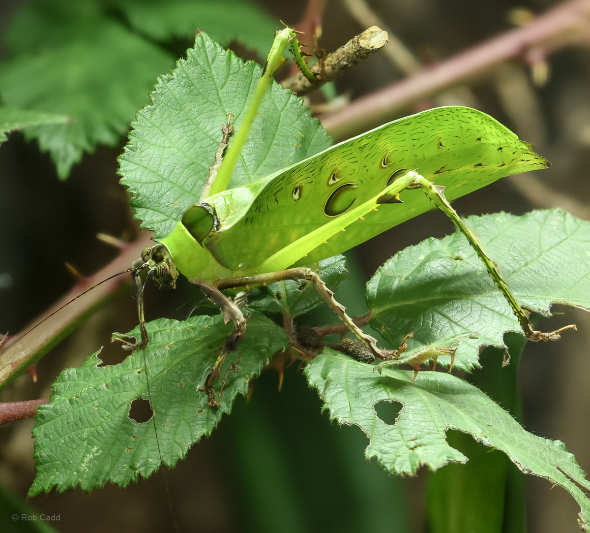 Malaysian leaf katydid : Chester Zoo : 06 Sep 2025