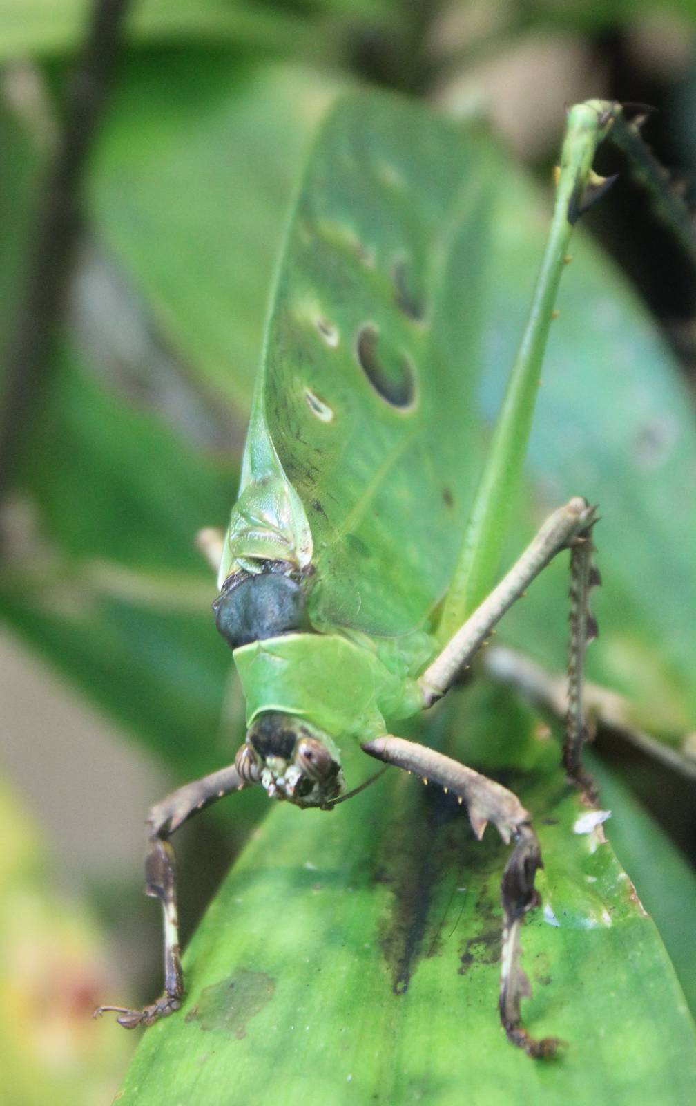 Malaysian leaf katydid