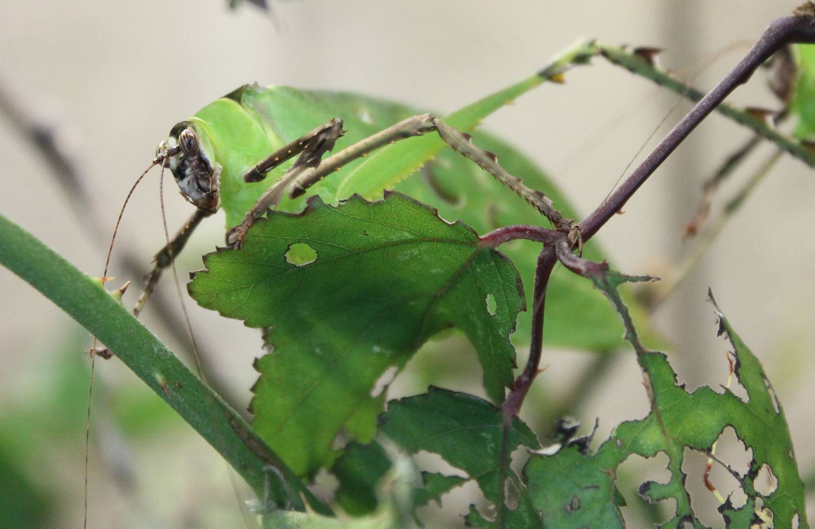 Malaysian leaf katydid