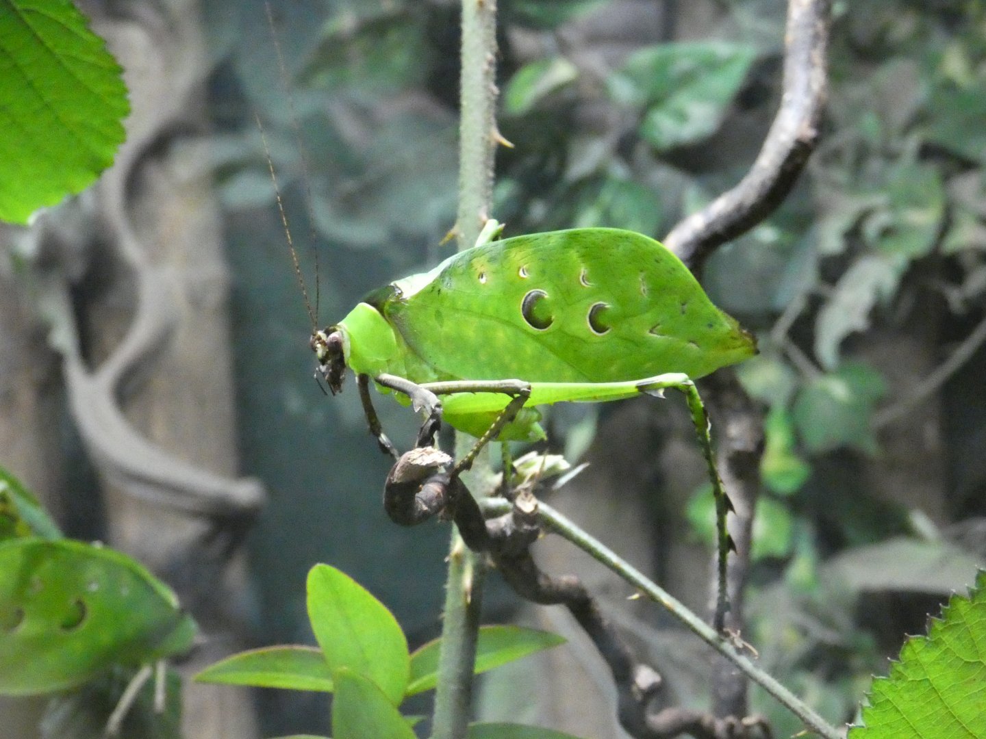 Malaysian leaf katydid