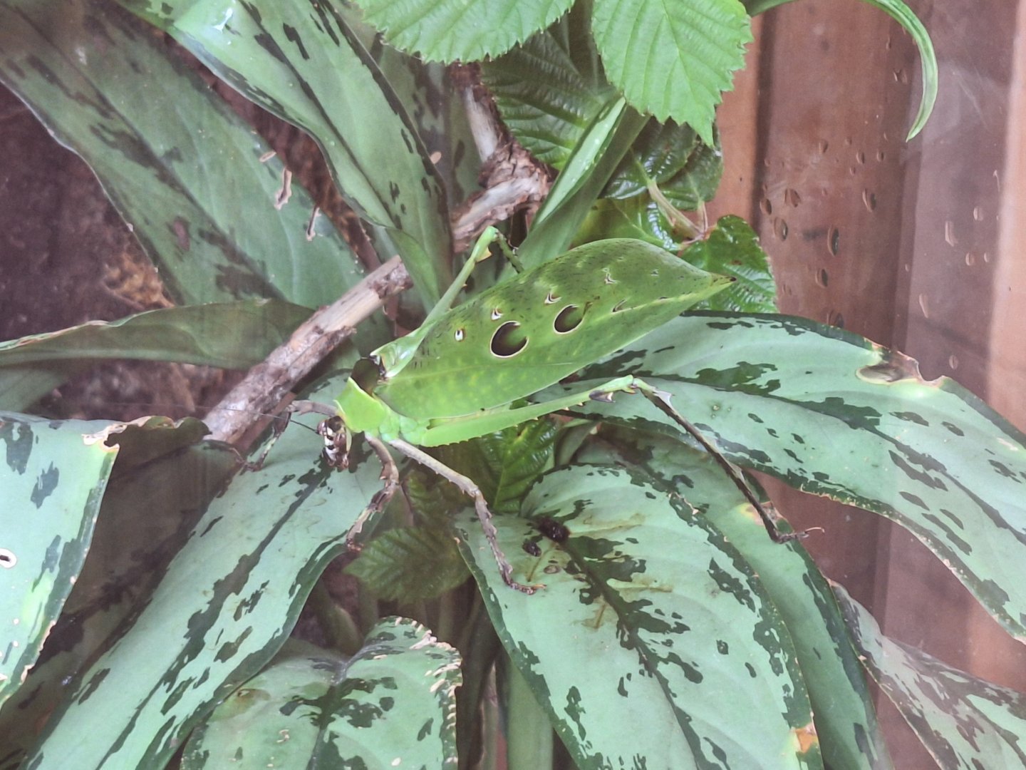 Malaysian Leaf Katydid