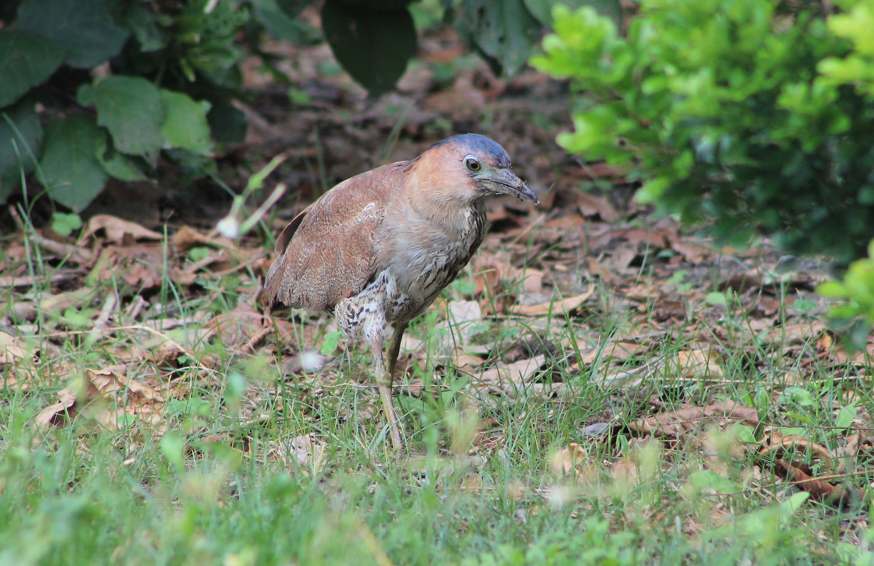 Malaysian Night Heron (Gorsachius melanolophus)