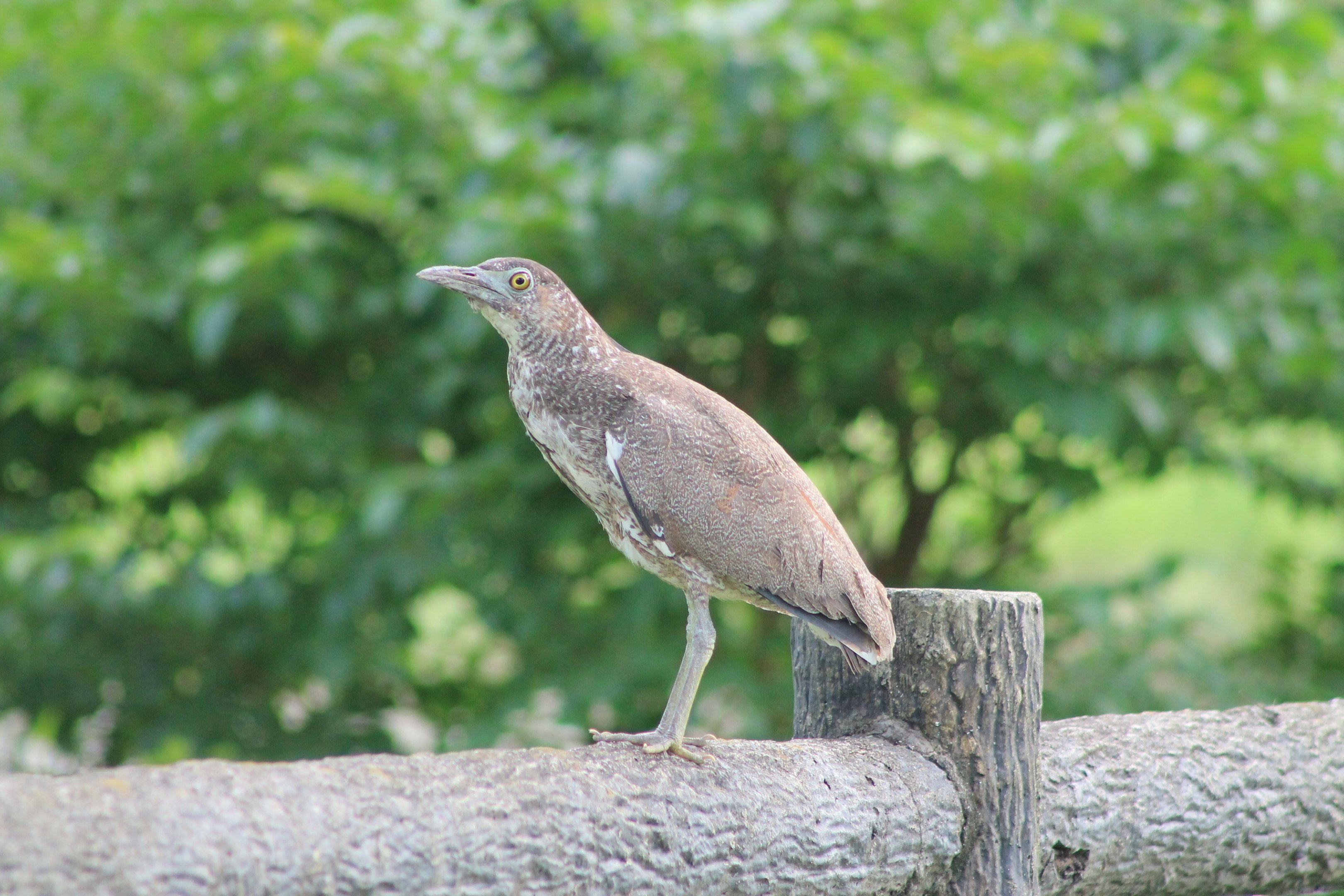 Malaysian Night Heron (Gorsarchius melanolophus)