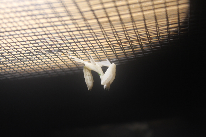 Malaysian orchid mantis (Hymenopus coronatus)