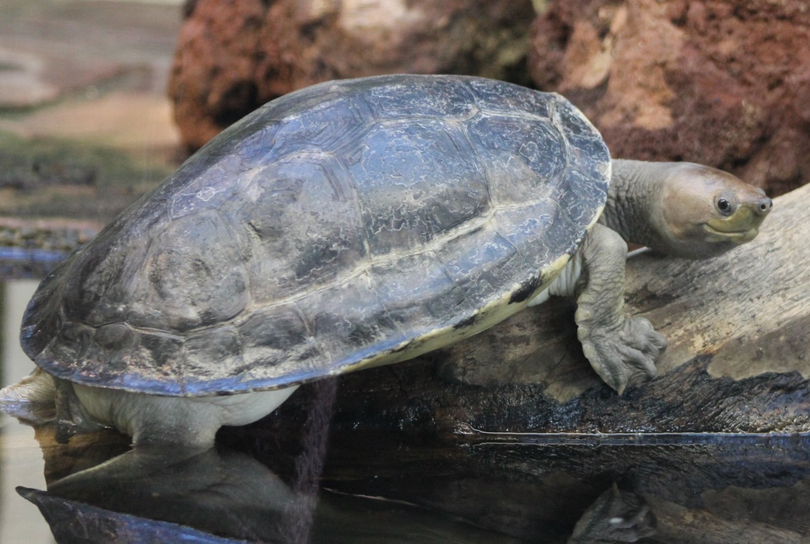 Malaysian pained terrapin