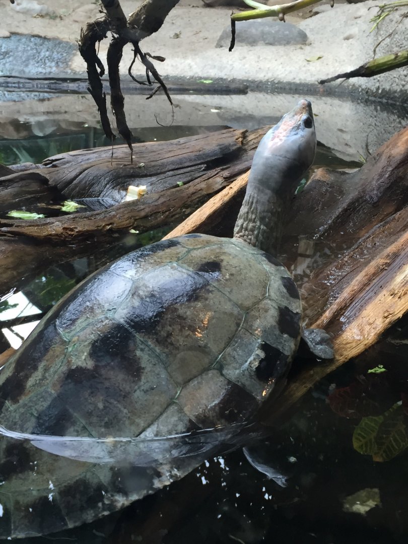 Malaysian Painted River Terrapin