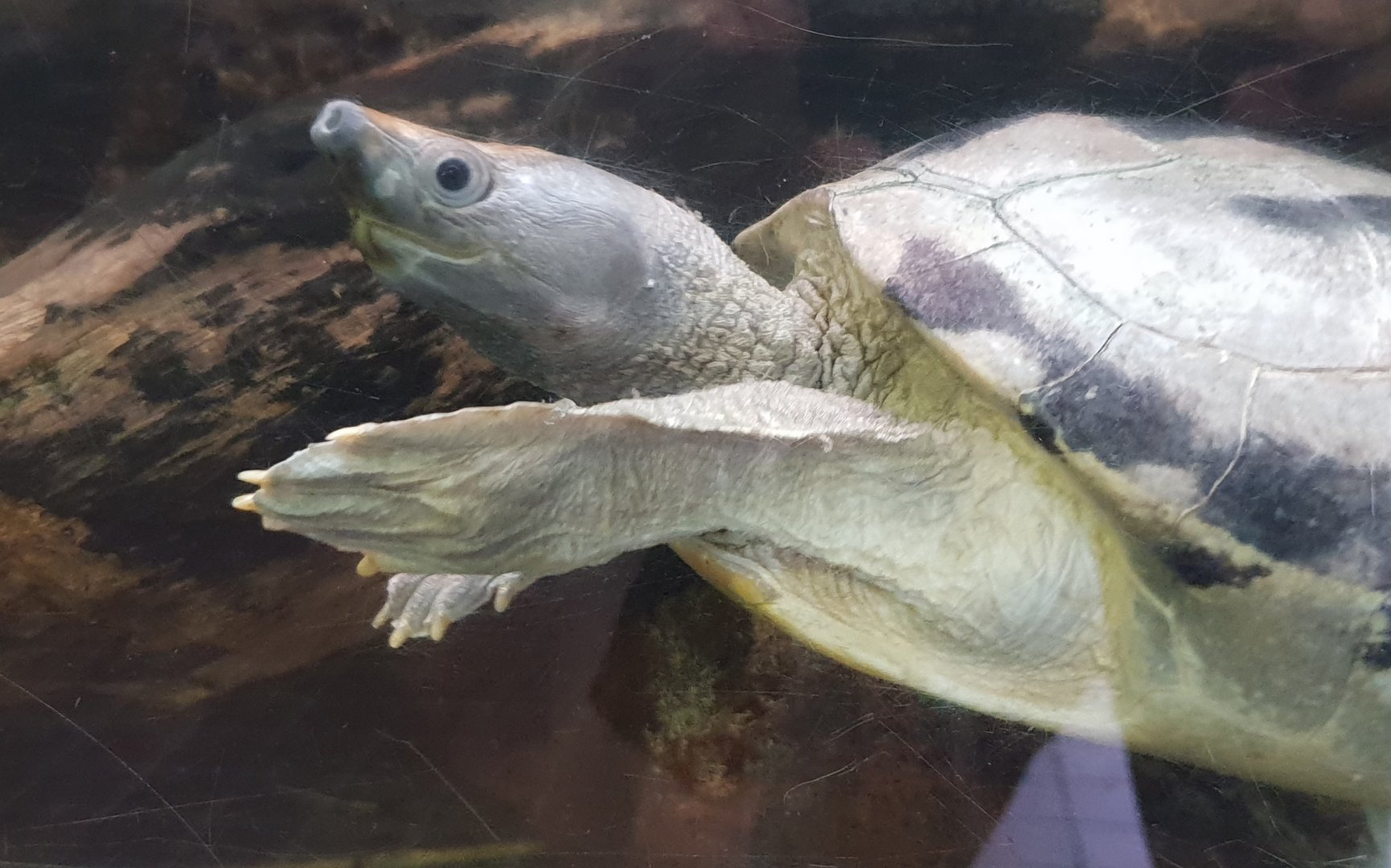 Malaysian painted terrapin