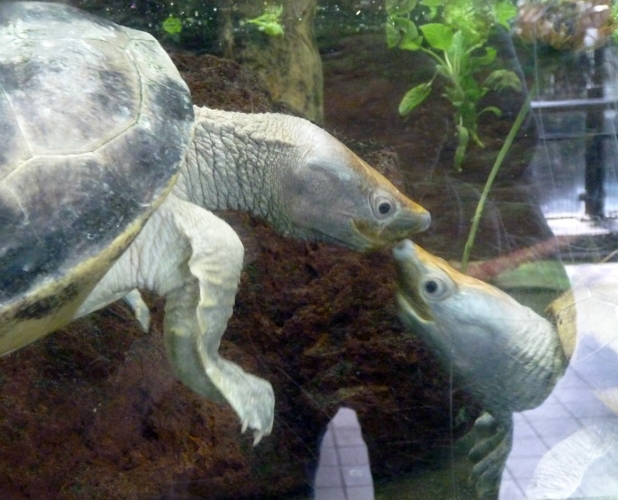 Malaysian painted terrapins (Batagur borneoensis) kissing