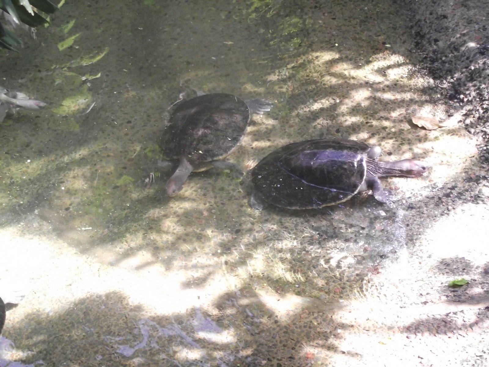 Malaysian Painted Turtle