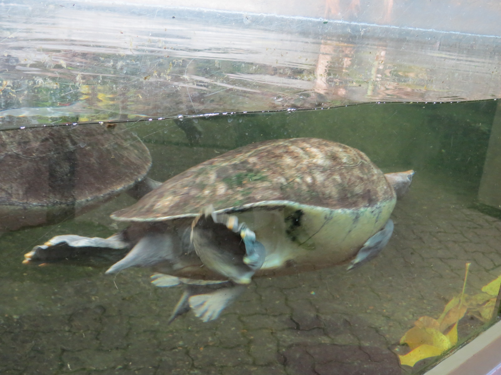 Malaysian Painted Turtle