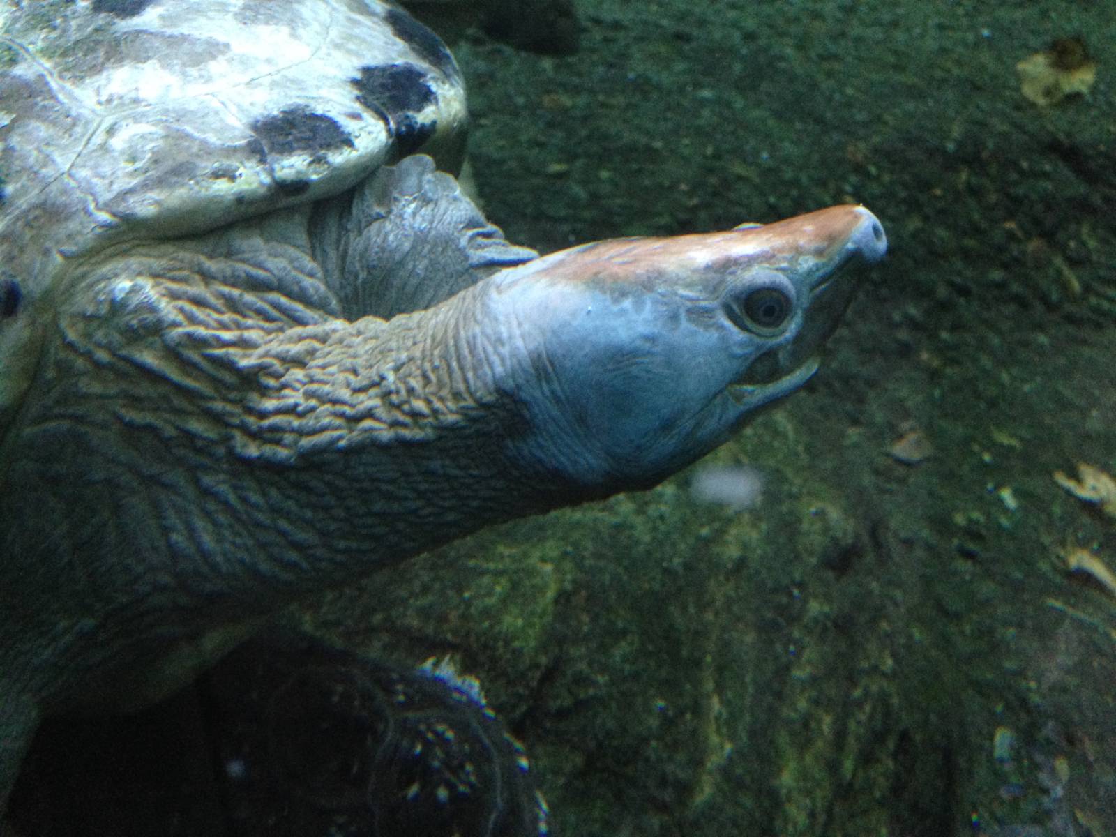 Malaysian Painted Turtle