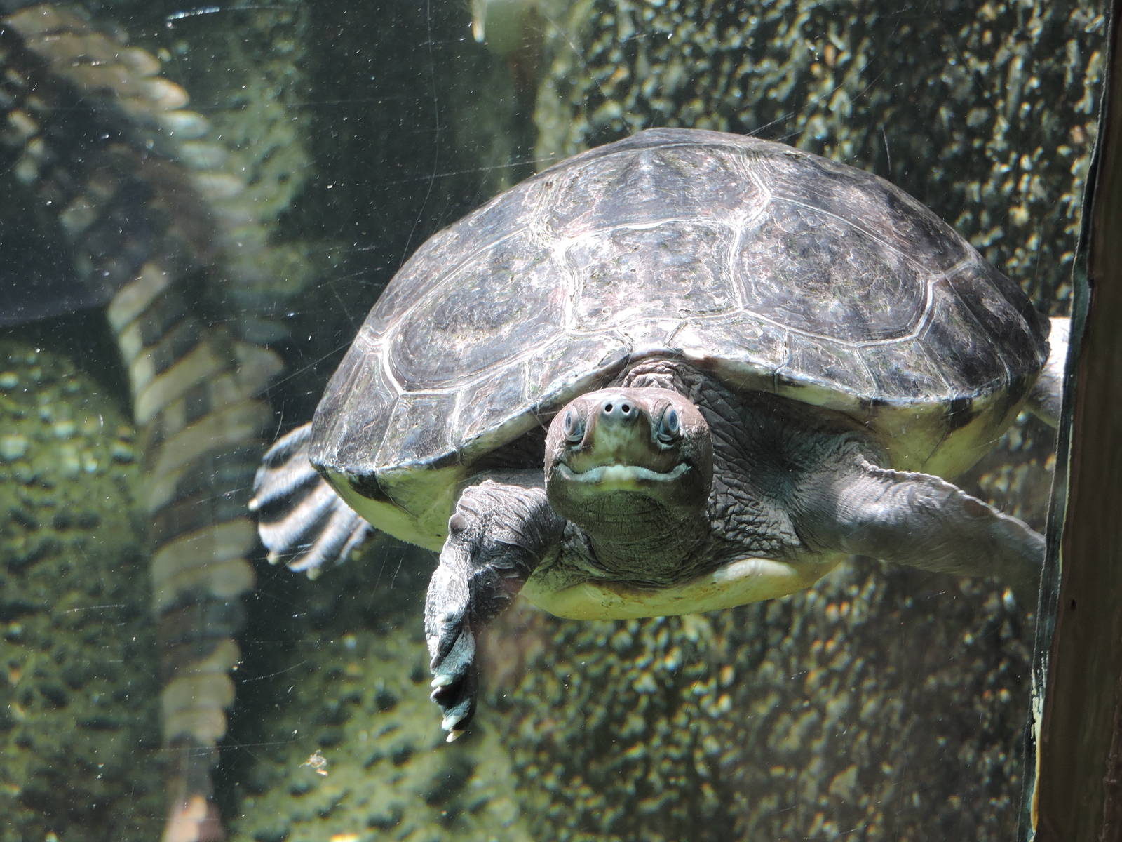 Malaysian painted turtle