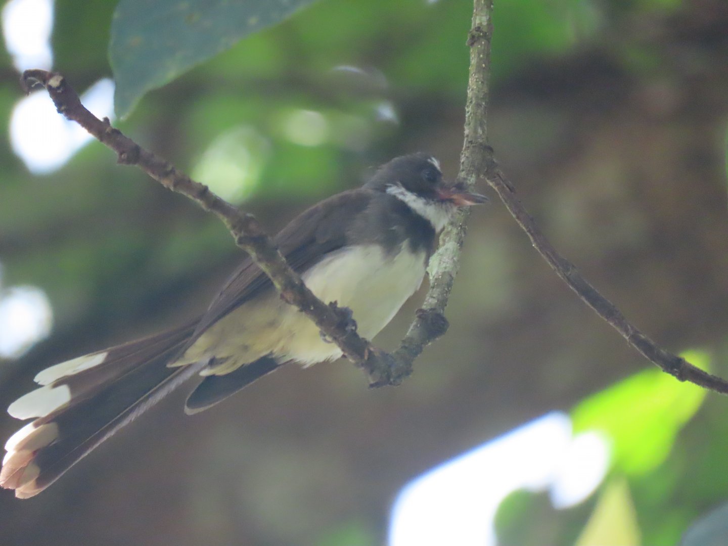 Malaysian pied fantail (Rhipidura javanica)