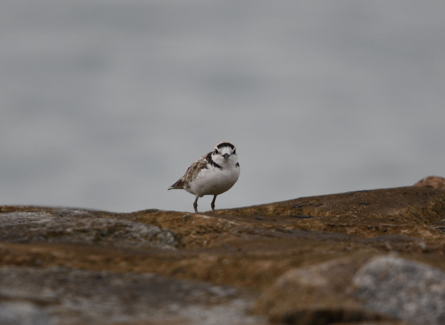 Malaysian Plover ~ Marina East