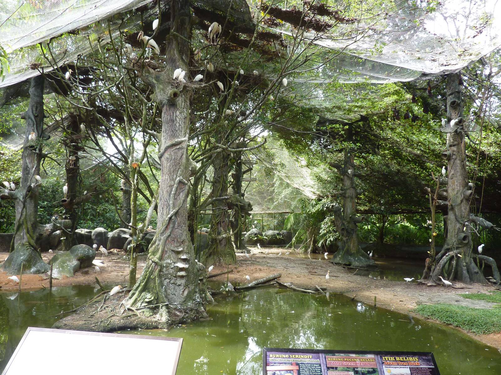 Malaysian riverine forest, May 2013