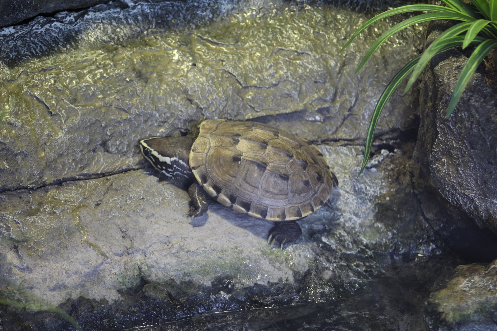 Malaysian Snail-Eating Turtle