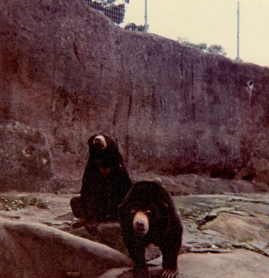 Malaysian Sun Bears - 1978