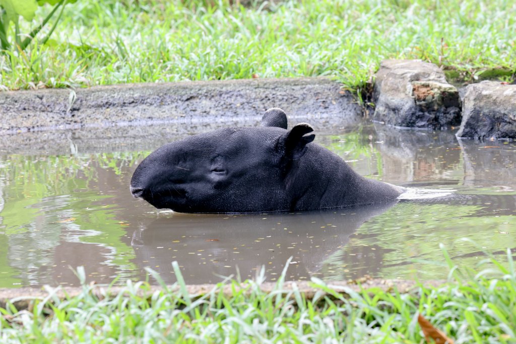 Malaysian Tapir