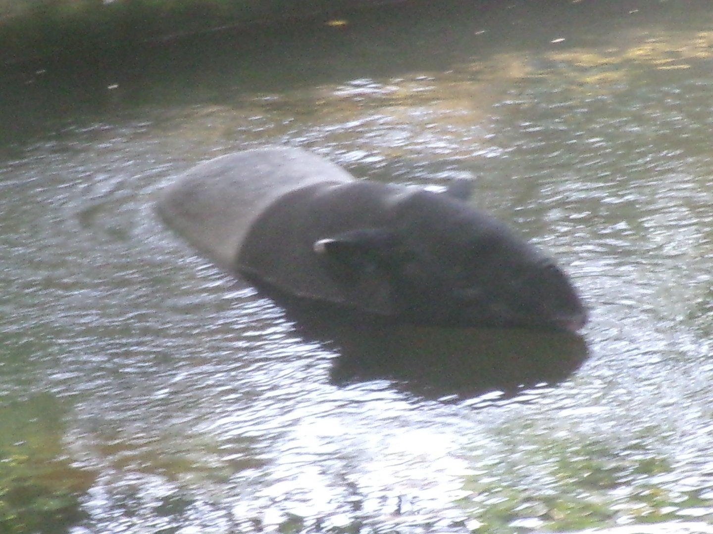 Malaysian tapir