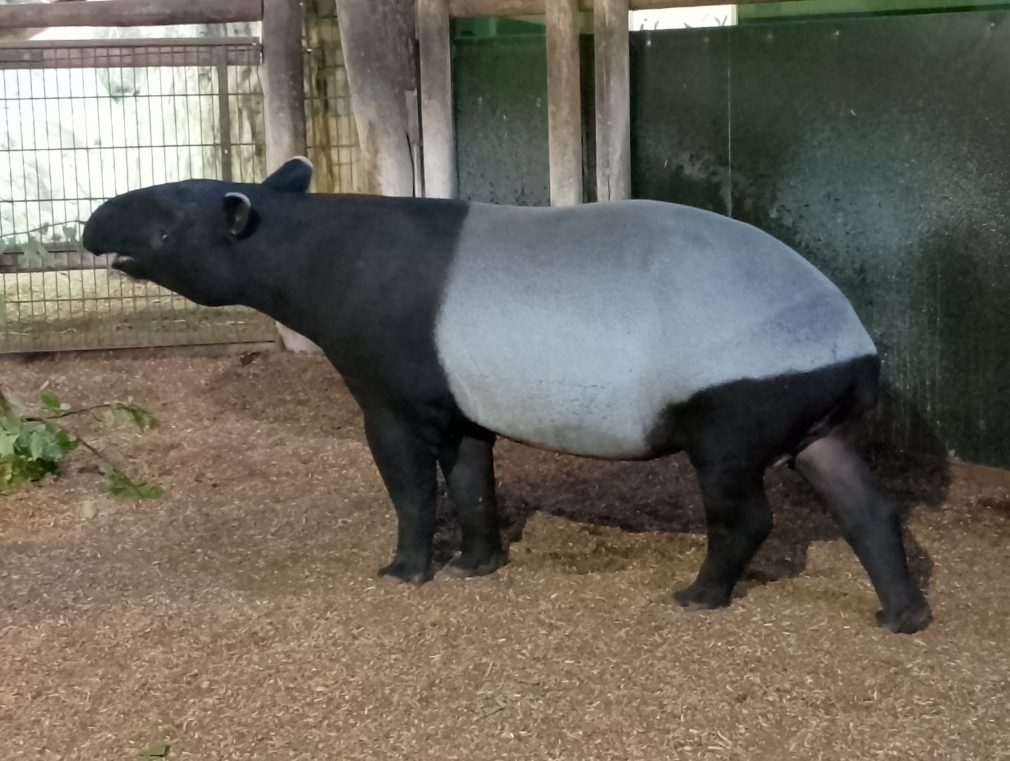 Malaysian tapir