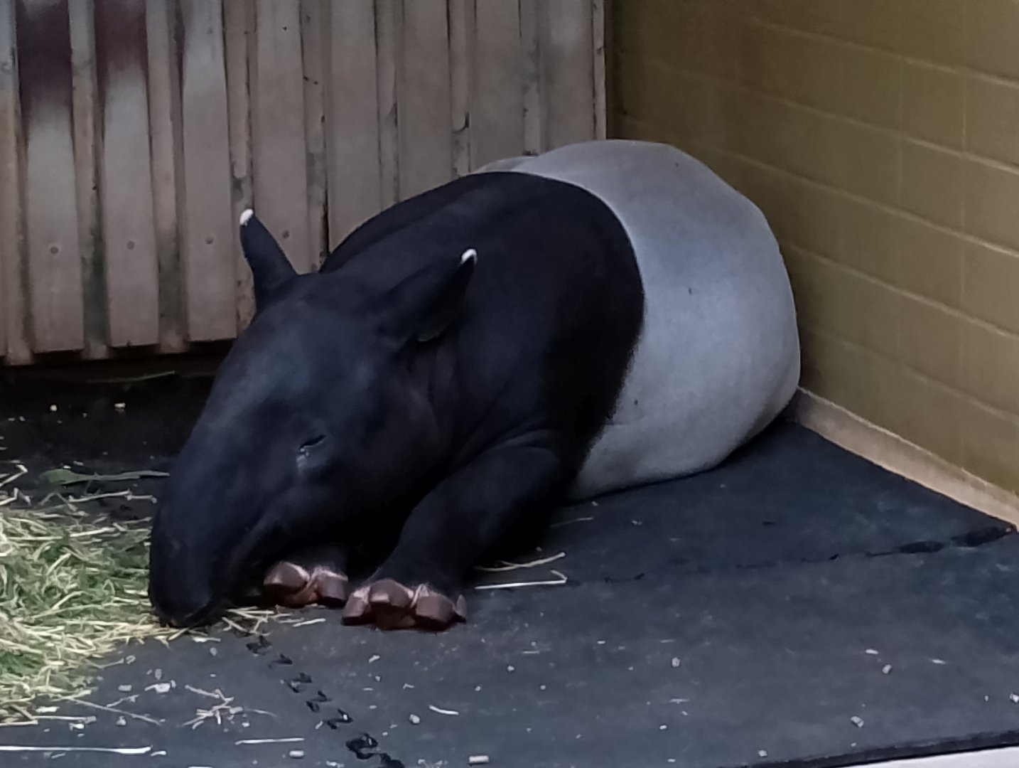 Malaysian tapir