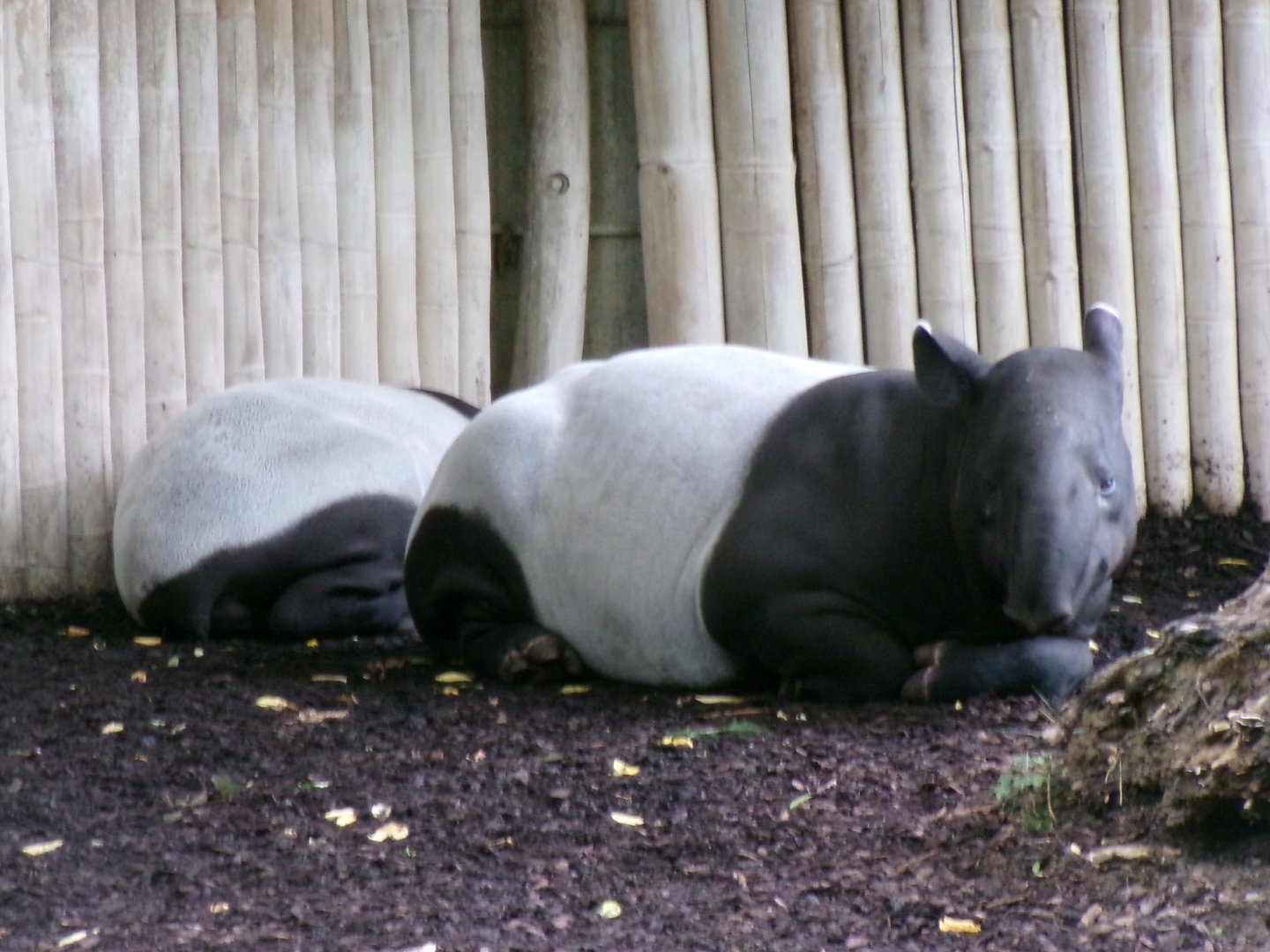 Malaysian tapirs