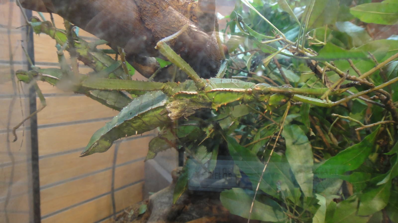 Malaysian thorny stick at Museum of life and science 2015-1-31