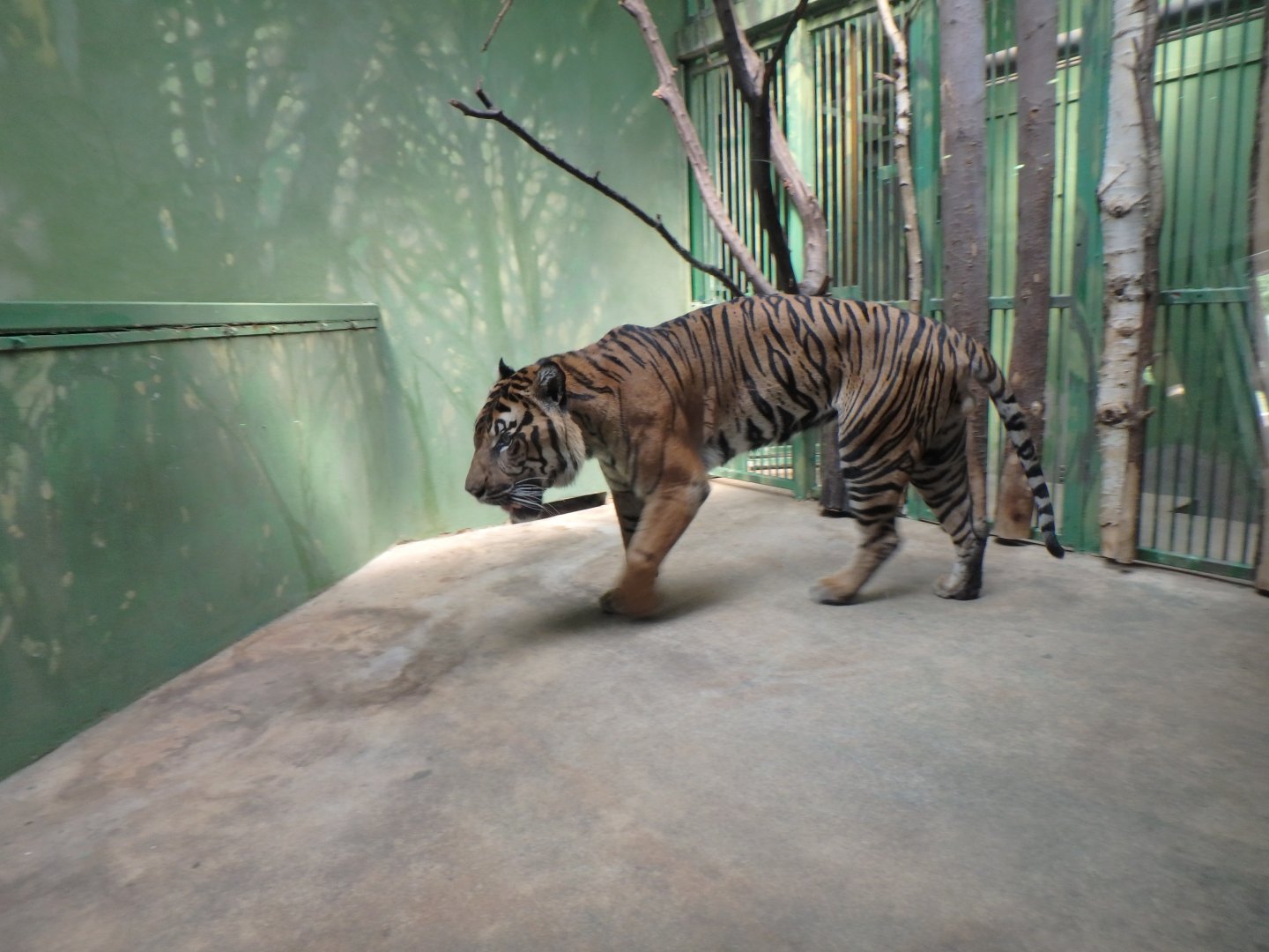 Malaysian tiger