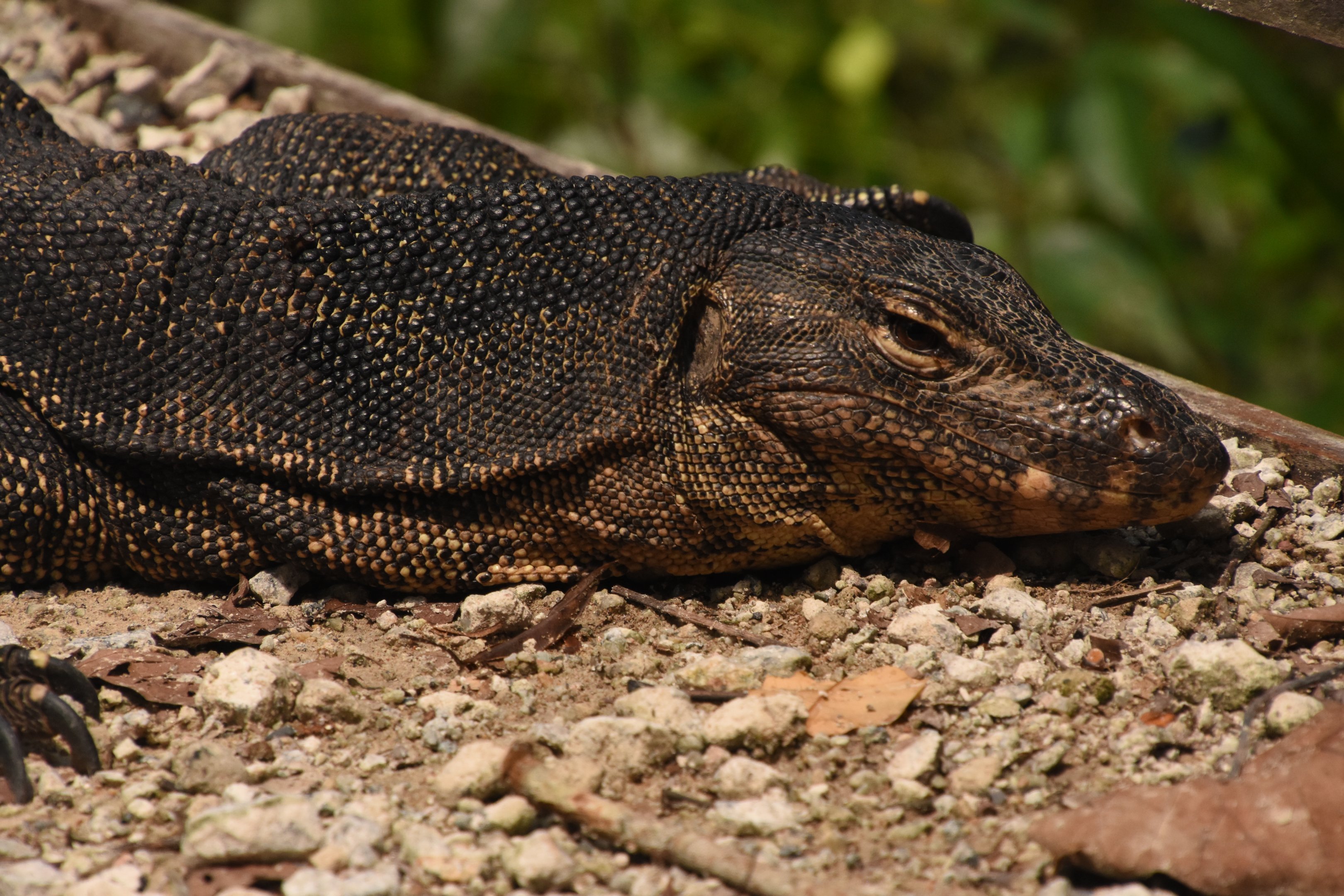 Malaysian water monitor