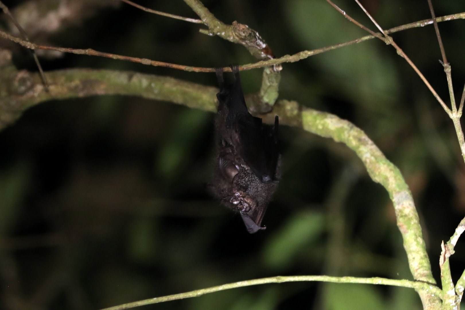 Malaysian Woolly Horseshoe Bat (Rhinolophus morio)