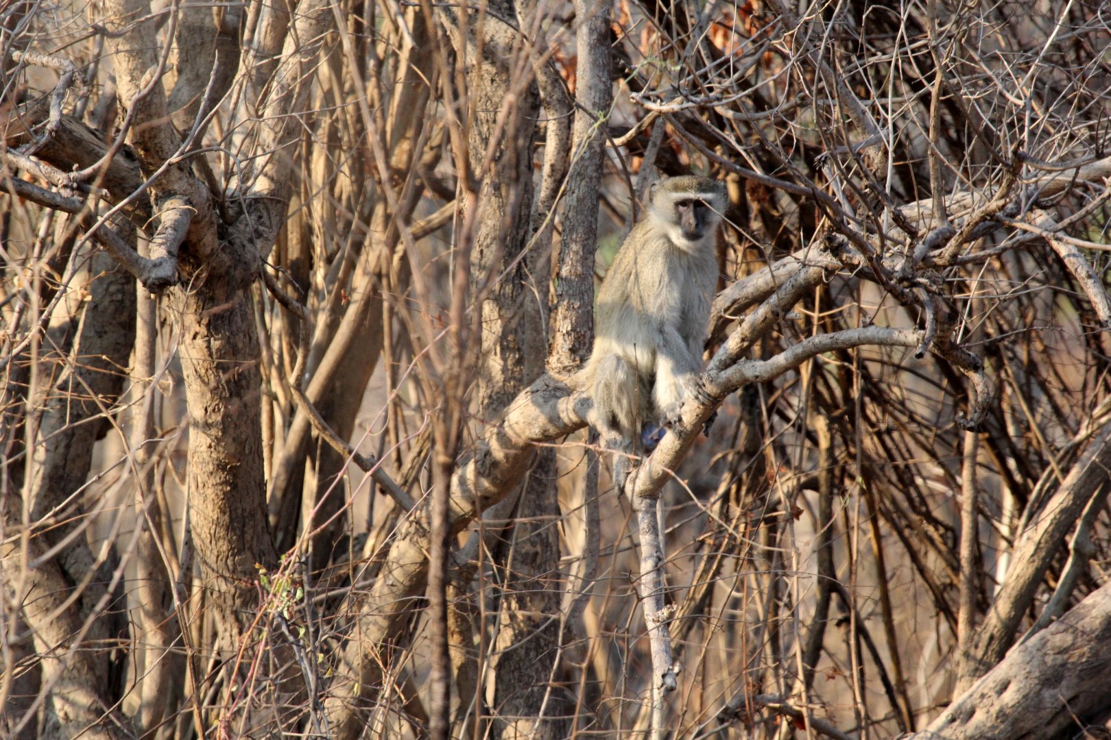malbrouck (Chlorocebus cynosuros)
