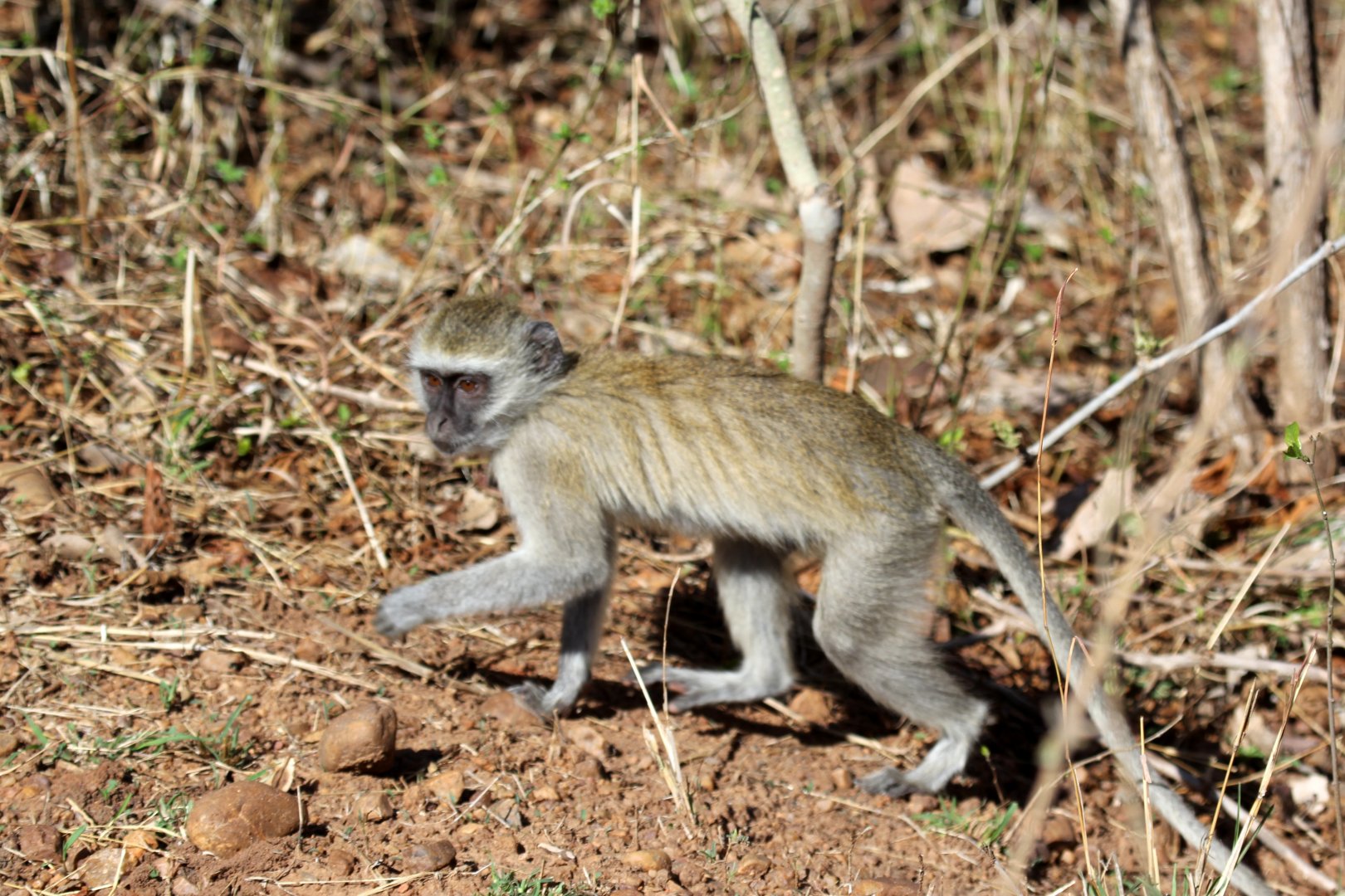 malbrouck (Chlorocebus cynosuros)