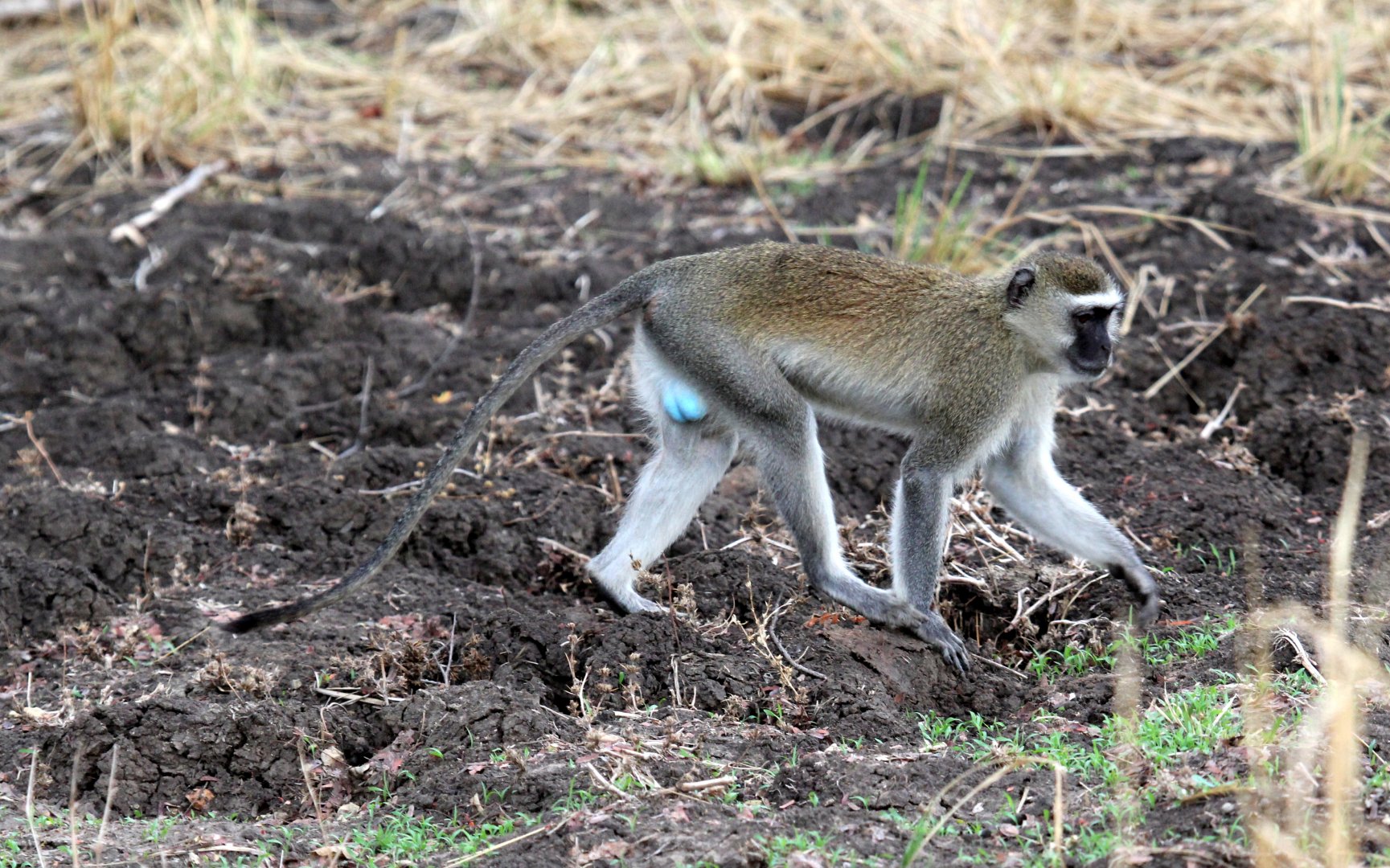 Malbrouck (Chlorocebus cynosuros)