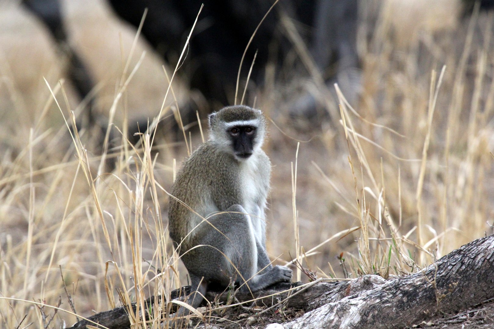 Malbrouck (Chlorocebus cynosuros)