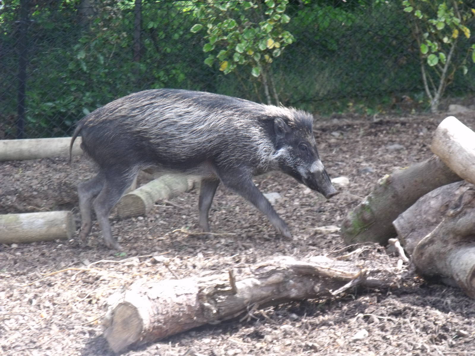 Malcolm the Warty Pig